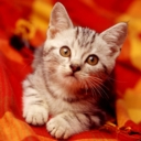 Gatitos 12